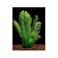 Aquarium Accessories