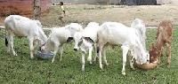 Animal Husbandry