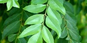 Curry Leaf