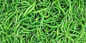 Fresh Green Chilli