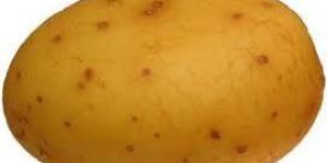 Potato