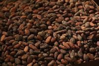 Cocoa Beans