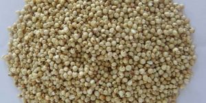 Sorghum