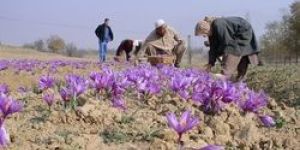 Kashmiri Saffron