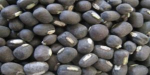 Urad Gram