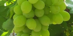 Fresh Grapes