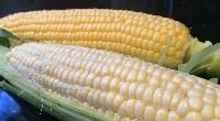 White Corn