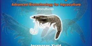 Shrimp Probiotics