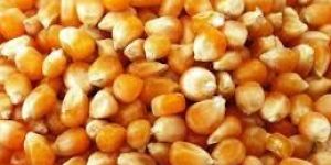Indian Maize