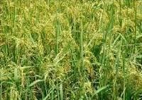 Power Grow Fertilizer