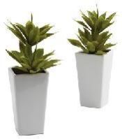 Decorative Plants