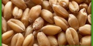 Wheat