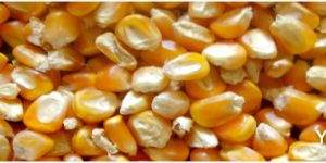 Yellow Maize
