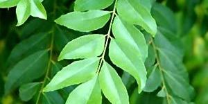 Curry Leaves