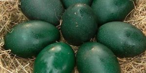 Emu Eggs