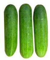 Cucumber