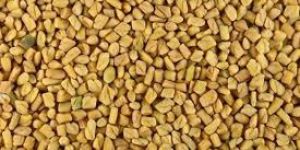 Fenugreek Seeds