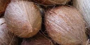 Coconut