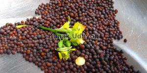 Black Mustard Seeds