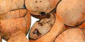 Coconut Shell