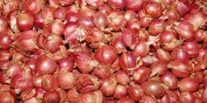 Onion