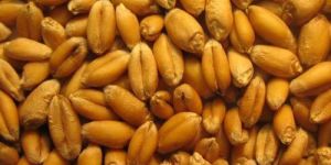 Wheat Grain