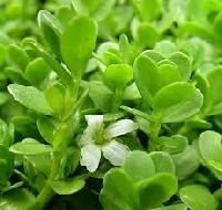 Brahmi