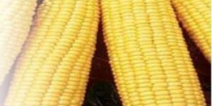 American Corn
