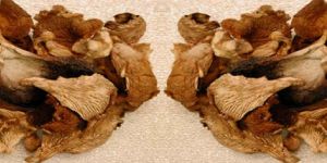 Dry Oyster and Shiitake Mushrooms