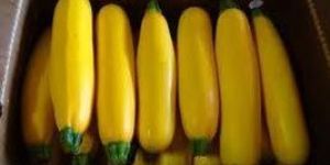 Yellow Zucchini