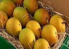 Fresh Alphonso Mango
