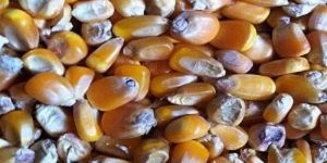 Indian Yellow Maize  (For Bird Feeding Purposes Only)