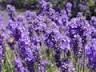 Lavender Flower