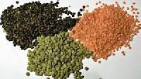 Plant Food