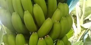 Fresh Green Banana