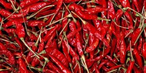Guntur Sannam Red Chillies