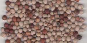 Pigeon Peas