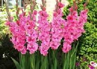 Gladiolus Flowers
