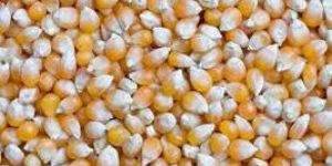 Yellow Maize