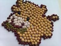 Soya Seeds