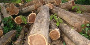 Teak Wood Logs