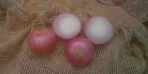 Bellary Onion
