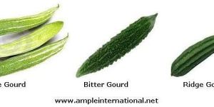 Bitter Gourd