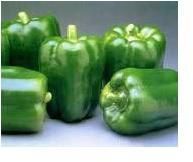 Capsicum