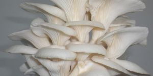 Oyster Mushroom