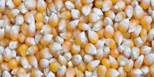 Maize Seeds