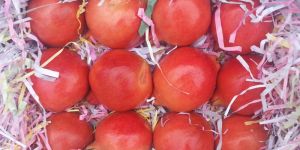 Pomegranate