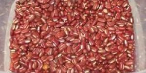 Organic Cowpea