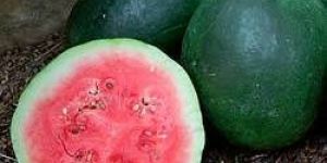 Organic Watermelon