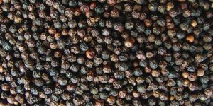 Black Pepper